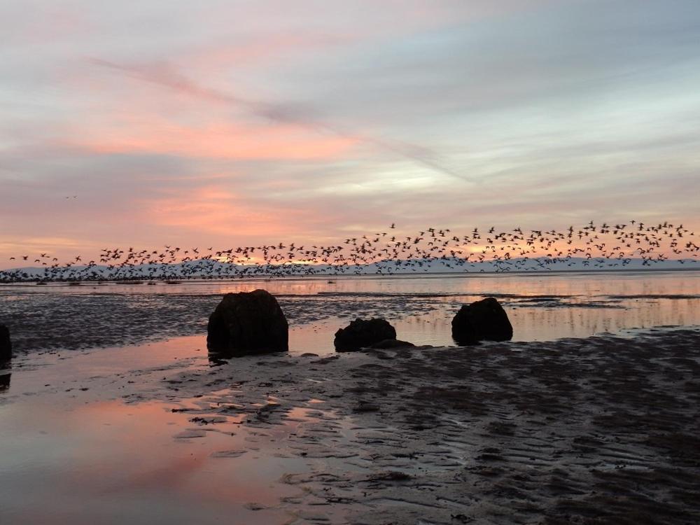 Mainsriddle Shelduck Cottage מראה חיצוני תמונה