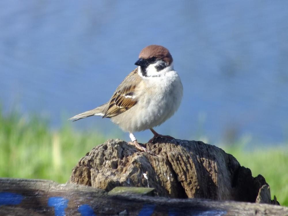 Mainsriddle Shelduck Cottage מראה חיצוני תמונה