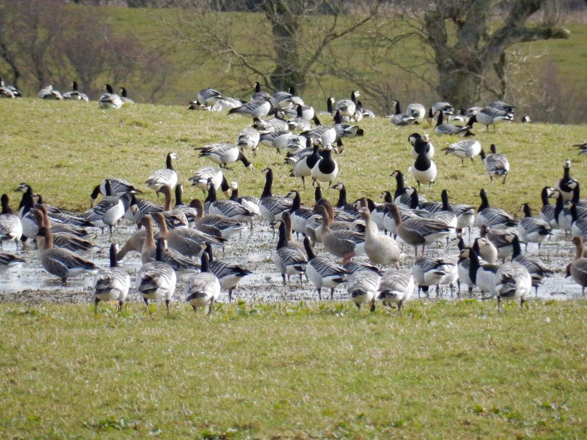 Mainsriddle Shelduck Cottage מראה חיצוני תמונה